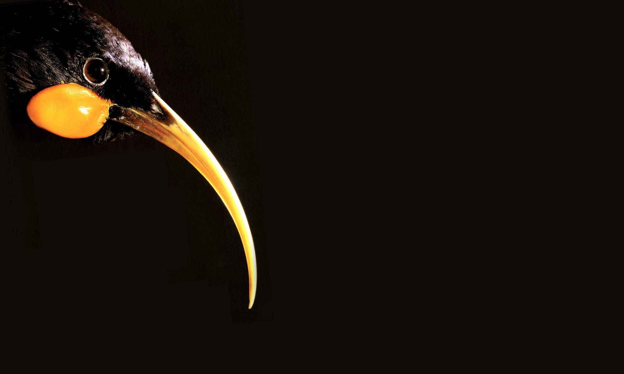 Huia Feather : La plume qui valait des milliers