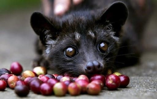 Kopi Luwak : LE café d'exception